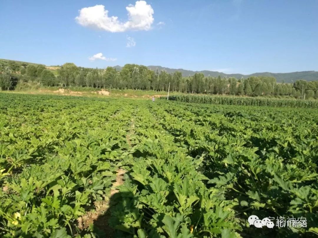 寻求农村种植致富项目的申请(寻求农村种植致富项目的申请怎么写)