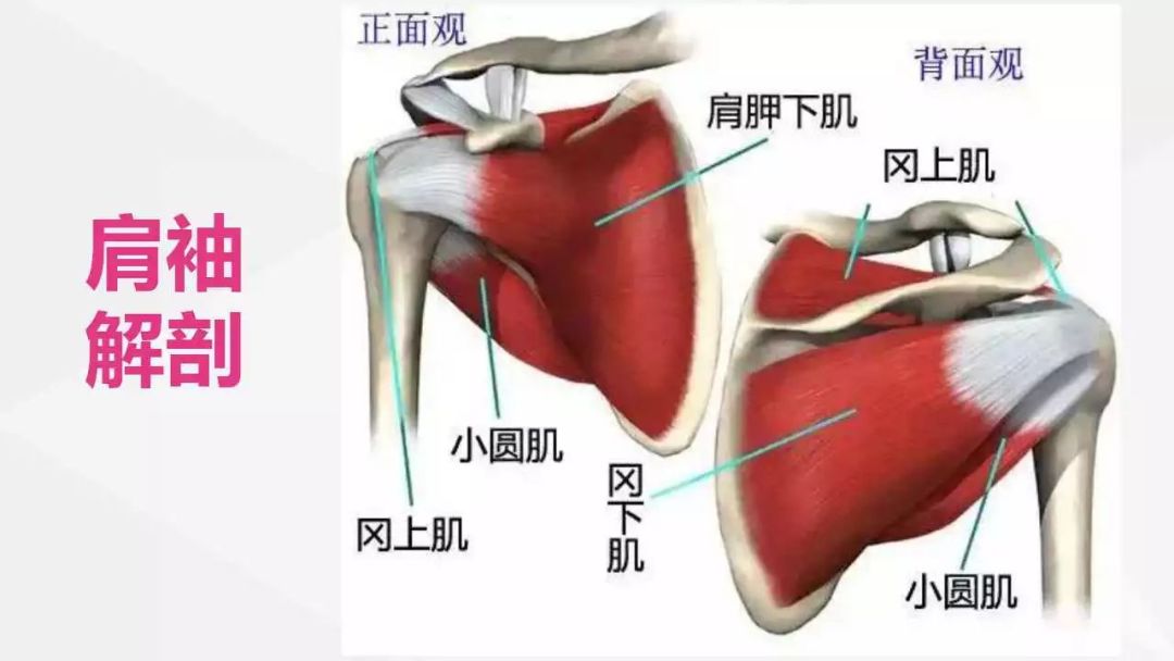 肩袖又称旋转腱袖