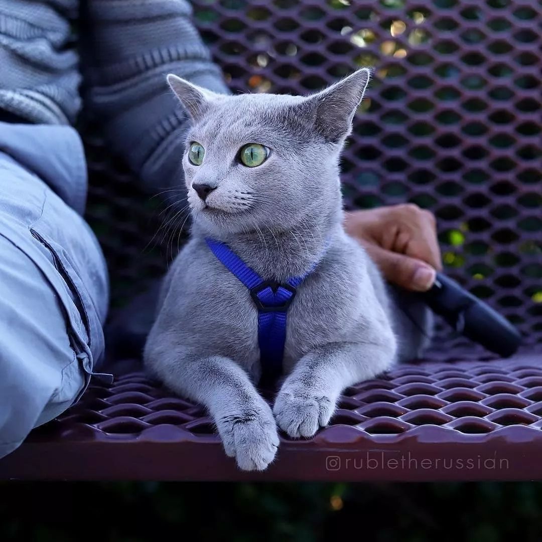 俄罗斯蓝猫天生自带撩妹技能,一见人就笑!