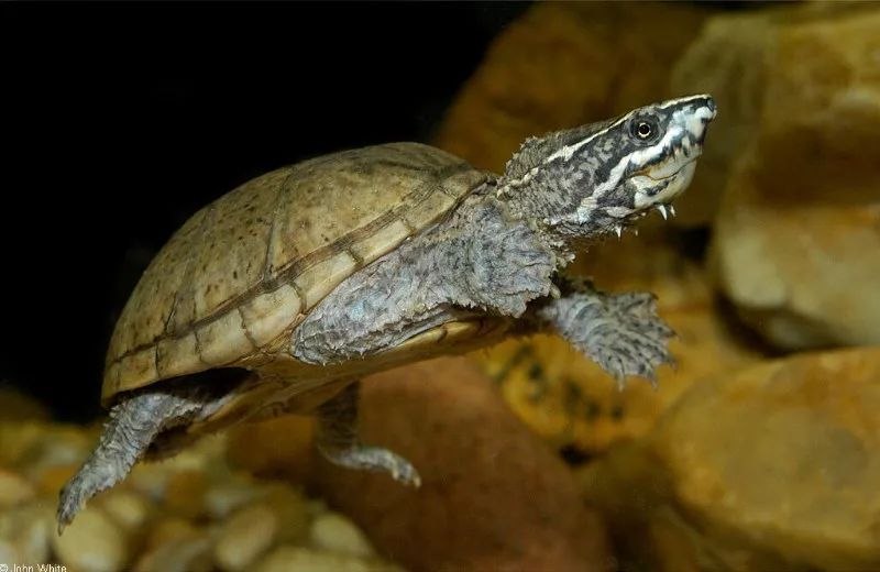 深色个体其实也并不难看麝香龟就是这样一种龟,它对环境要求不苛刻