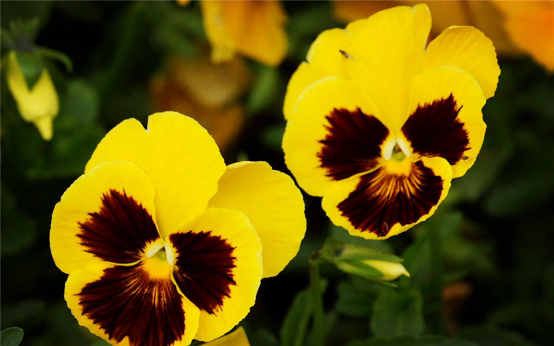 原创世界上最呆萌可爱的花像小花猫扮鬼脸为何花瓣都有三种颜色