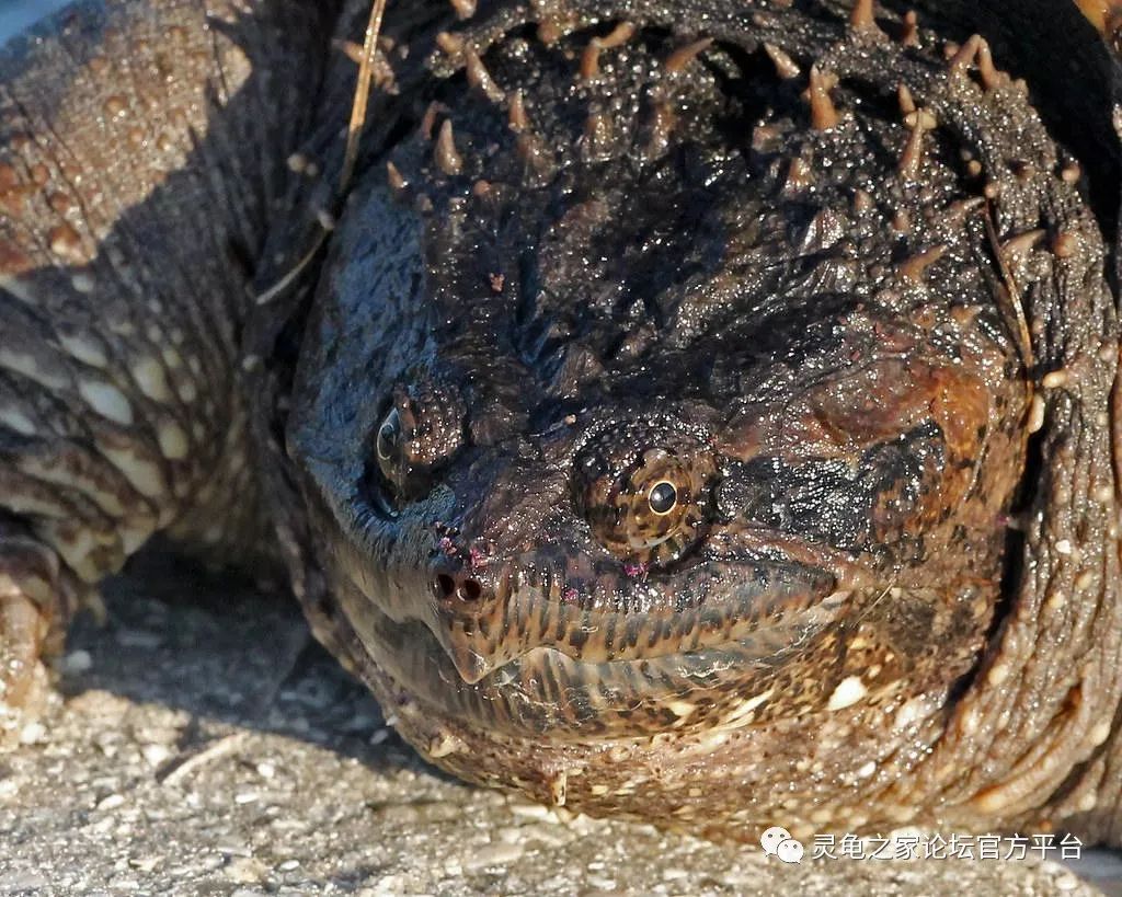 北美小鳄龟vs佛鳄龟