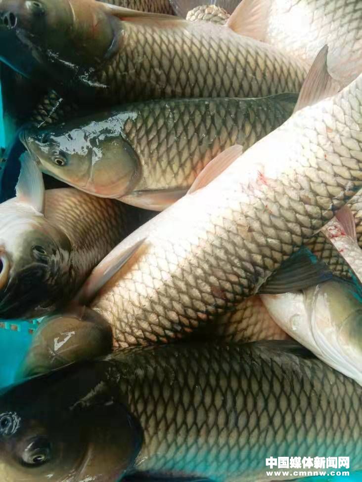 二师兄太顽皮 去河里看看_淡水鱼