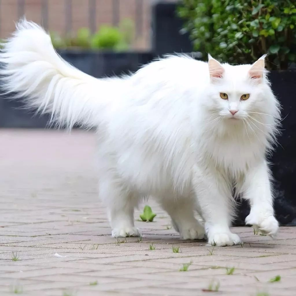 一只超酷的白色缅因猫,眼神自带杀气!
