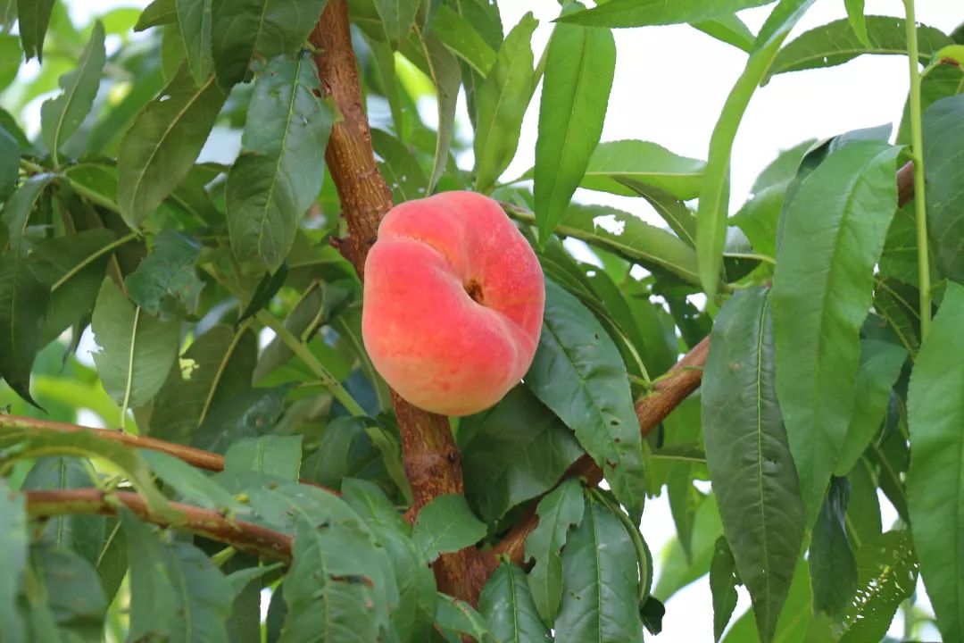 又脆又甜富硒巨红蟠桃果期仅剩7天速来肥乡抢摘