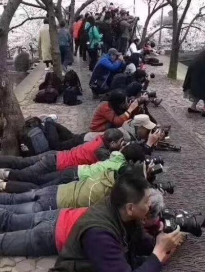 树上开满大妈地上趴满大爷解读大爷大妈的旅游拍照心理