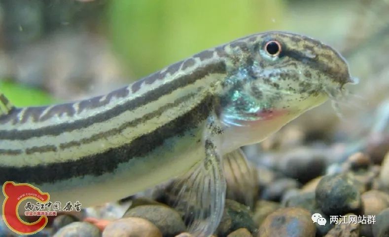 2019年第104期空中的金钱豹