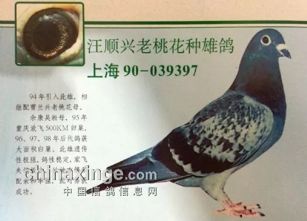 中国长距离翘楚"吴淞" 史上名鸽及冠军
