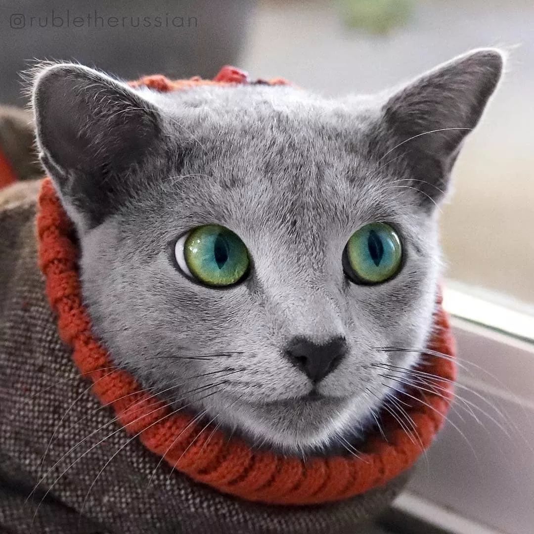 俄罗斯蓝猫天生自带撩妹技能一见人就笑