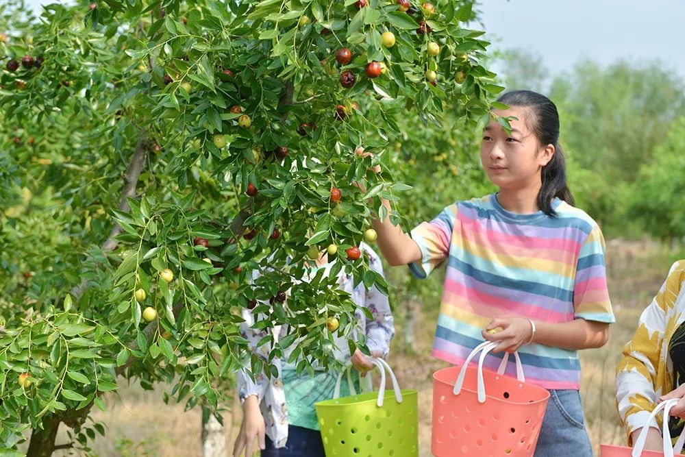 现场全是人庐江同大镇第三届冬枣采摘节隆重开幕果园人气爆棚