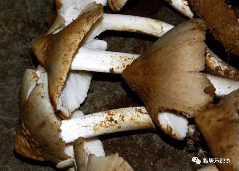 原乡风物志鸡枞雷在午后响起鸡枞菌在黎明破土