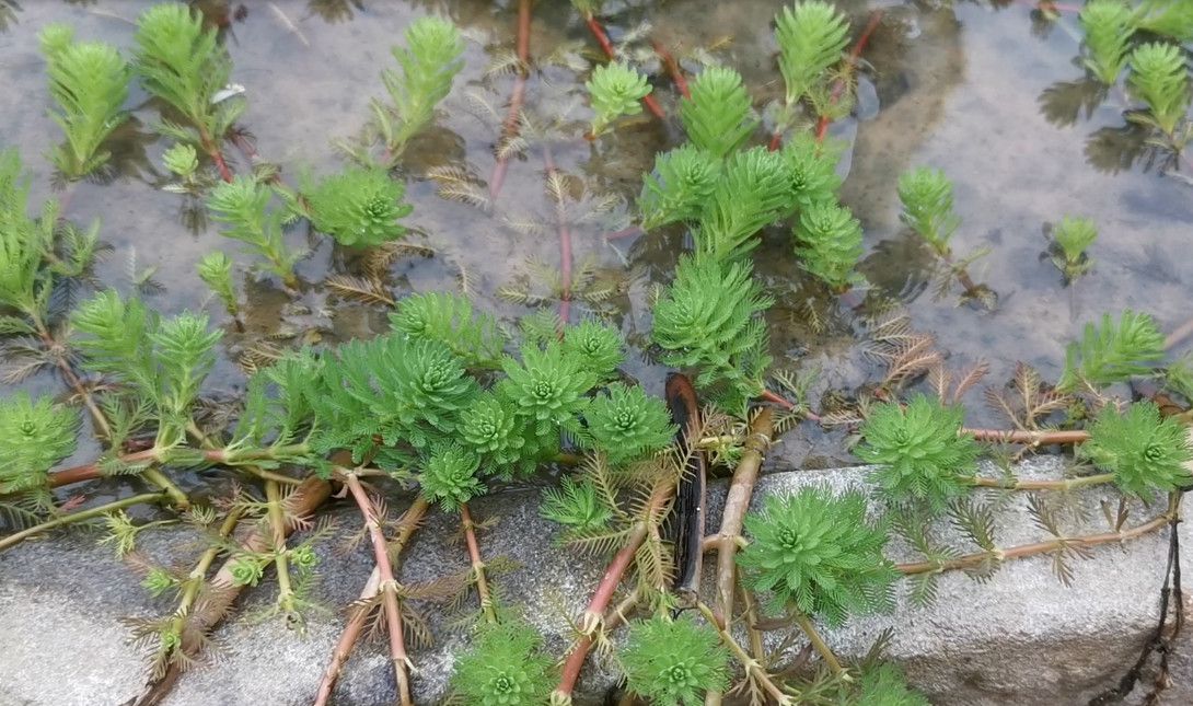 这种被低估的水培观赏植物,在半水半土处长得特好,适合新手养