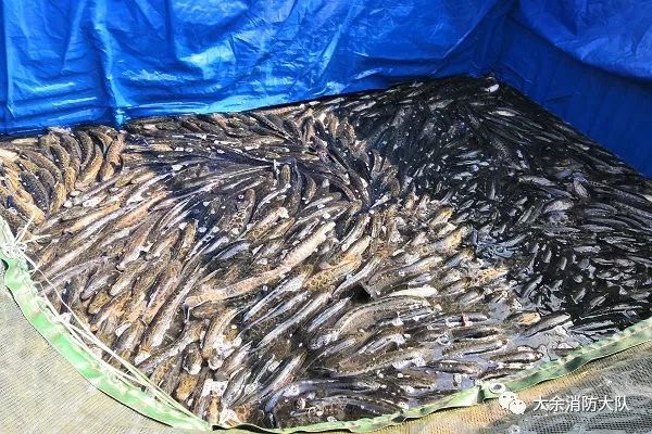 大余高速一运鱼车出现故障将近9千斤黑鱼奄奄一息