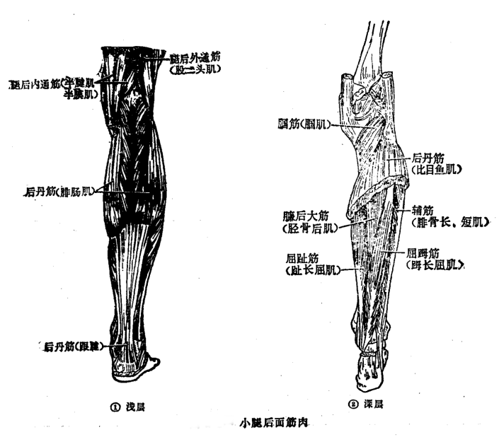 身体筋分解图图片