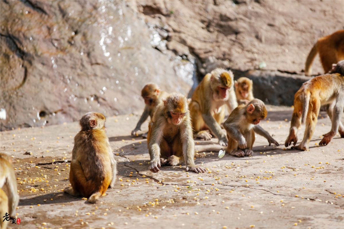 原创重庆江津这个地方野生猴群聚集猴比人多游客就像猩球大战