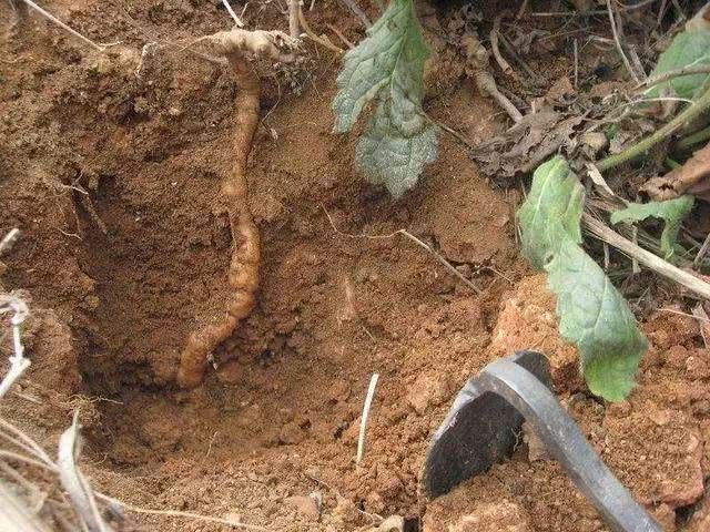 原創農村野生的地黃為啥根塊不大哪價值高碰到是福氣