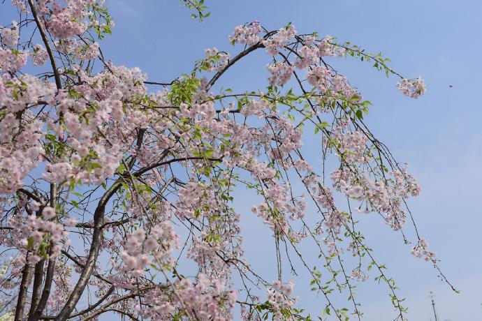 八重红枝垂樱一树成景花开醉人花枝同赏