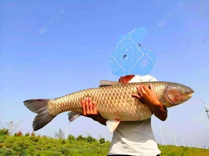 野釣草魚學會這些套路,小白釣友也能連竿!_鯉魚