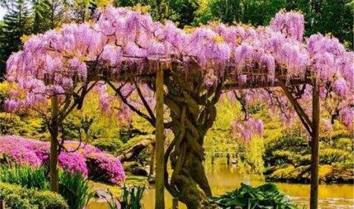 世界上最珍贵的五棵树,最后一颗来自中国,专项为它报上一亿保险_紫藤