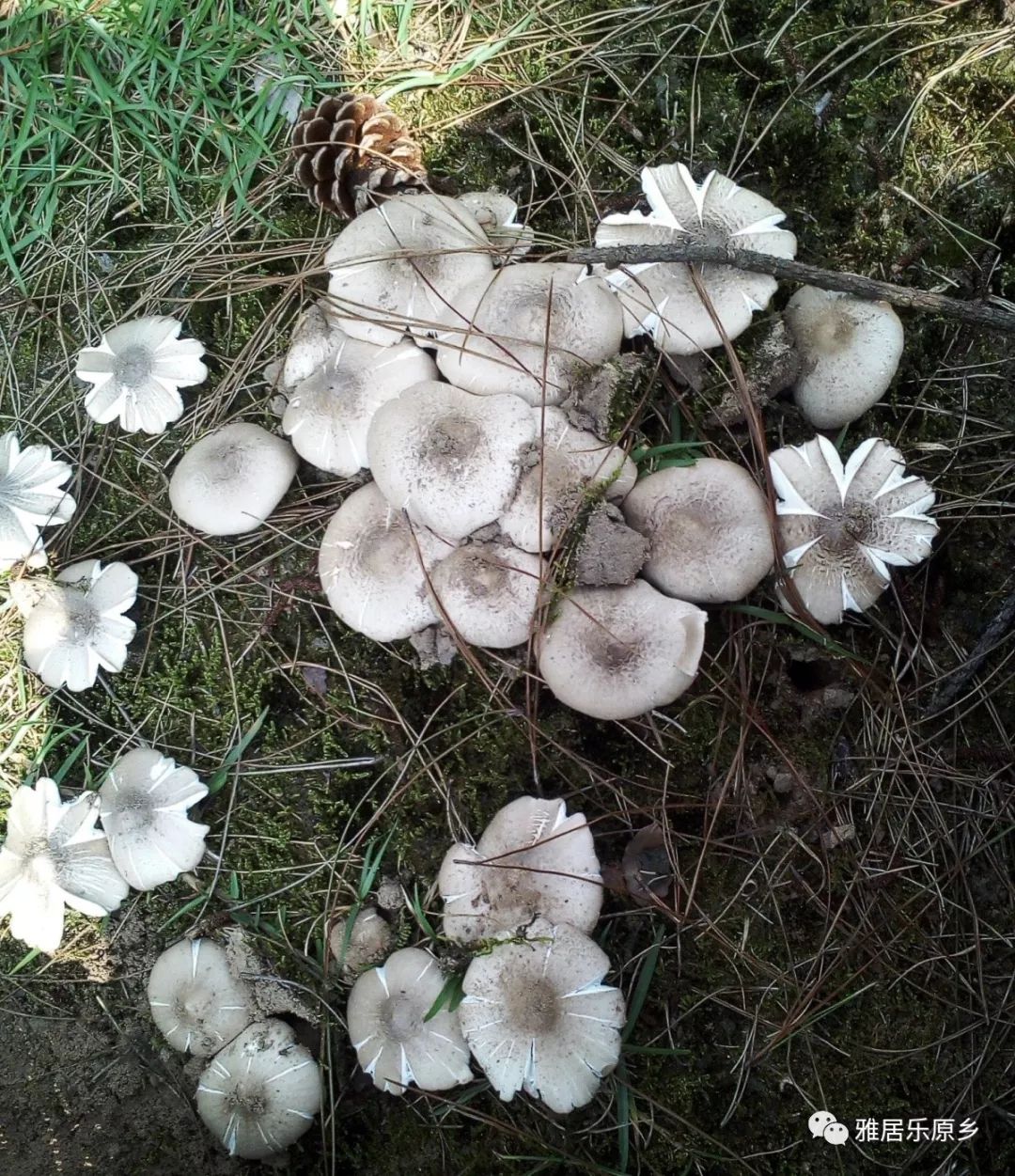 原乡风物志鸡枞雷在午后响起鸡枞菌在黎明破土
