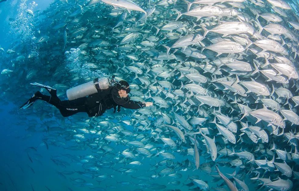 也想潛入水中,在海里無拘無束遊翔親眼目睹沙丁魚風暴近距離接觸鯨鯊