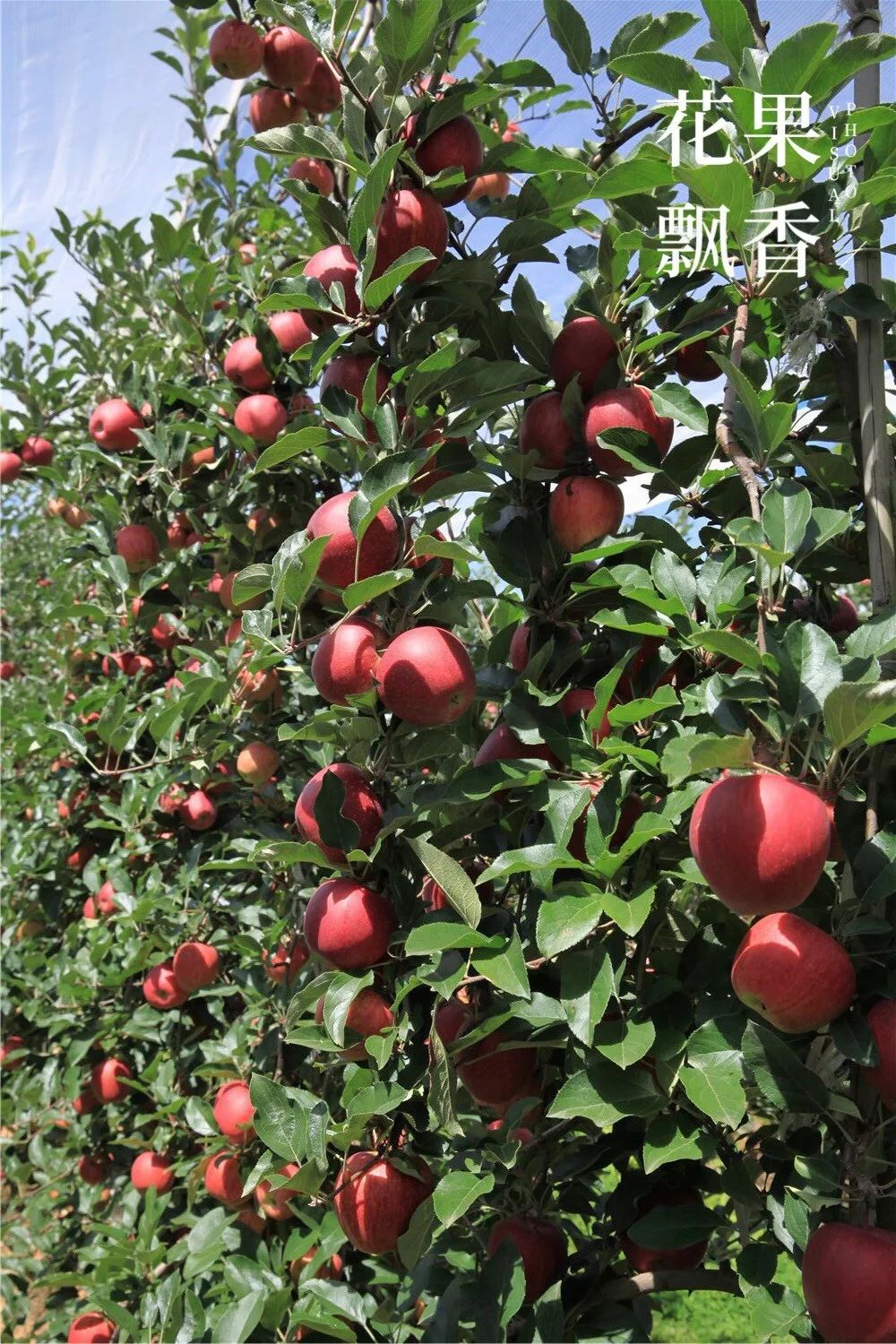 现代化种植模式数字化管理技术昭通海升苹果园实景拍摄