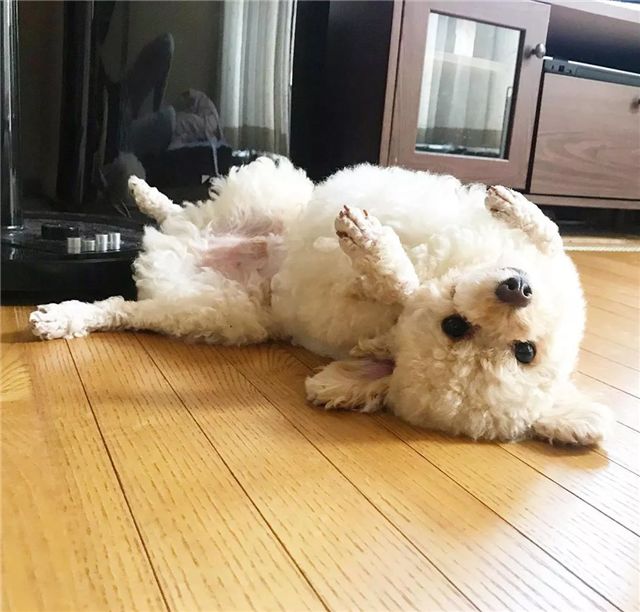 泰迪挑战羊咩咩造型看完我就笑了