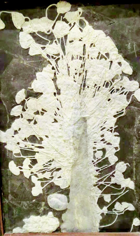 贵州日报旅游地学新视野之六圣洁之花海百合古生物化石