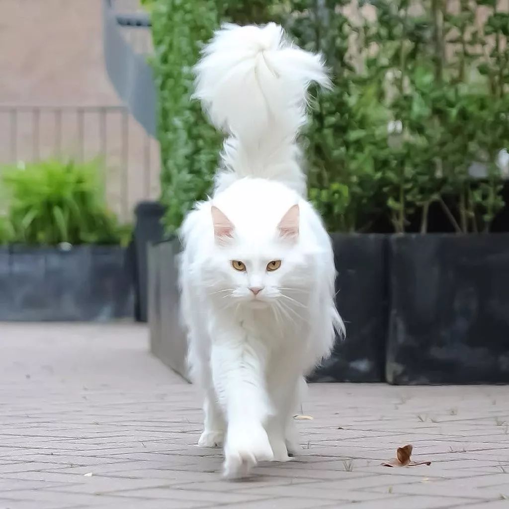 一只超酷的白色缅因猫眼神自带杀气