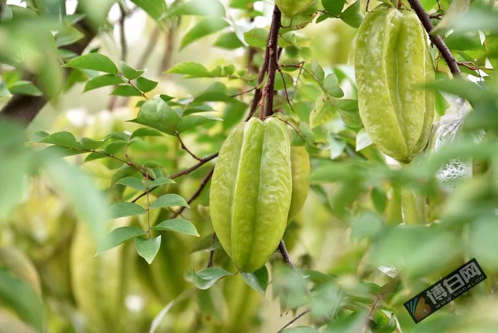 游在玉林博白飞凤岭花山脚下的杨桃园新鲜又靓水