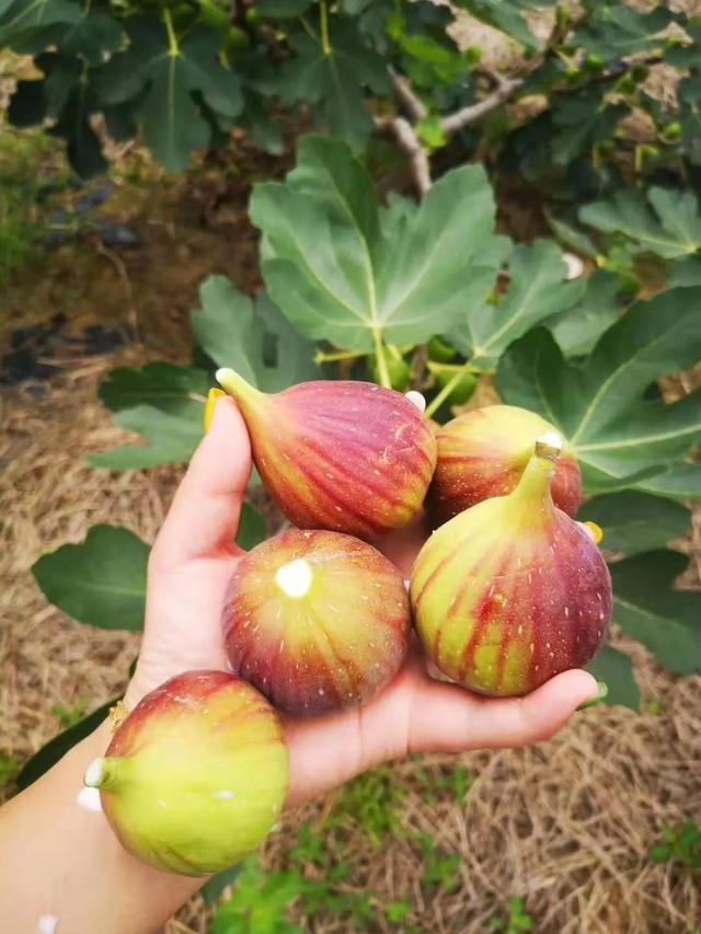 無花果變身富民果橫山橋這個村的算盤打的66的