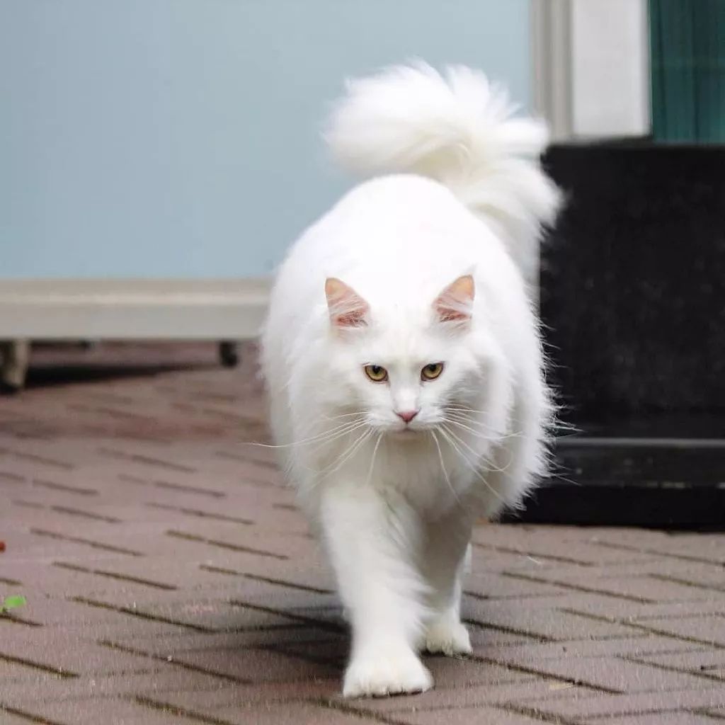 一只超酷的白色缅因猫眼神自带杀气