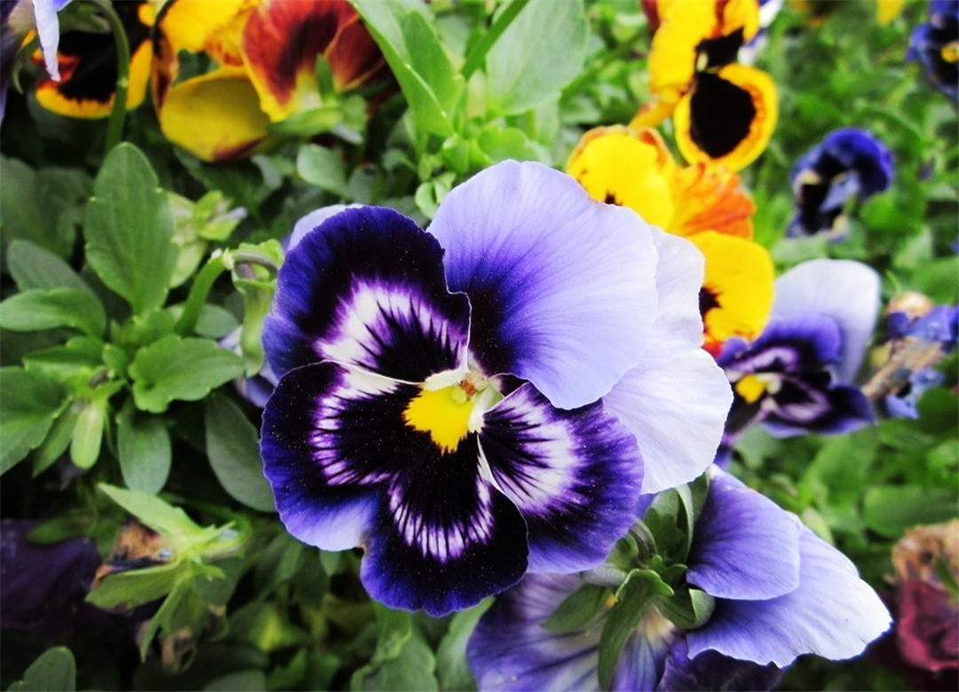 原创世界上最呆萌可爱的花像小花猫扮鬼脸为何花瓣都有三种颜色