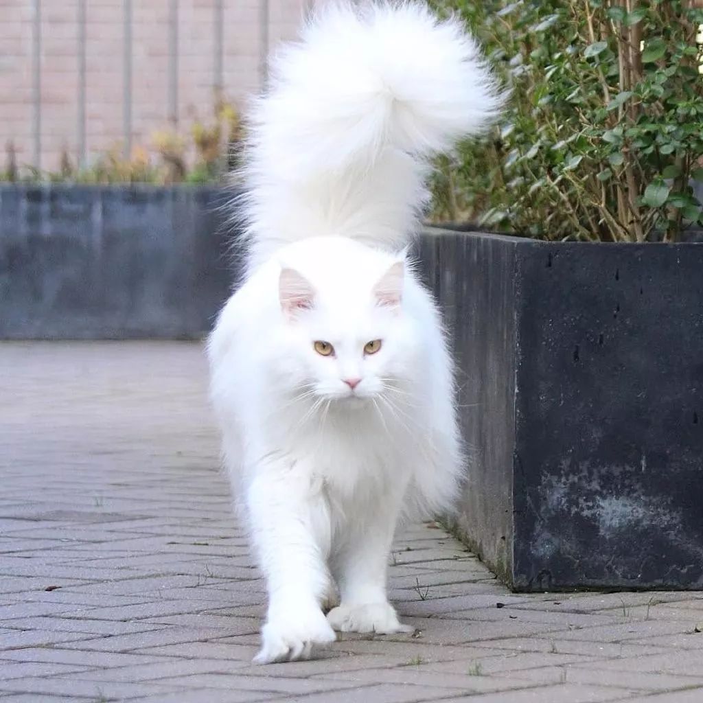 一只超酷的白色缅因猫眼神自带杀气