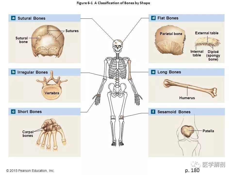 解剖基础 骨的分类