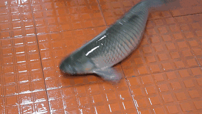 保证食材的新鲜程度,让你吃的安心,健康打捞出来的时候生龙活虎活鱼现