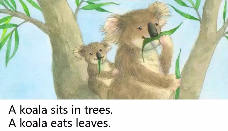 its a baby koala!那个袋子里有什么?whats in that pouch?