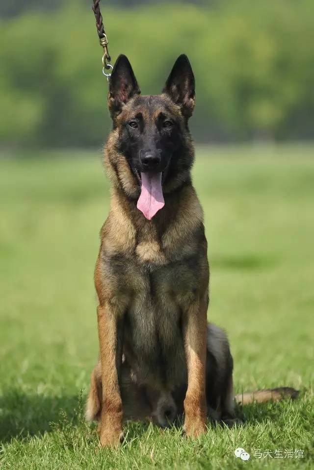 这马犬漂亮吗?_马里努阿