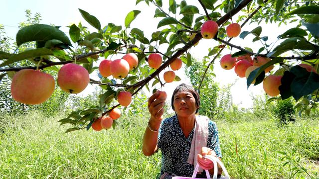 巨鹿:特色果蔬采摘助力乡村振兴