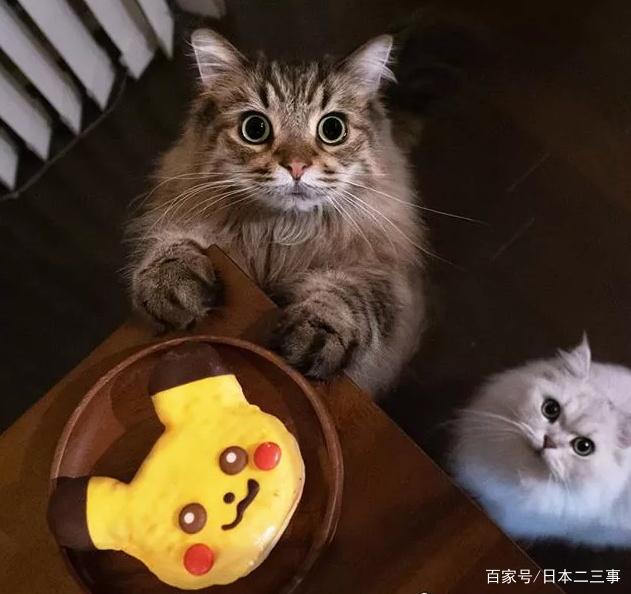 日本人家里的小馋猫这走红的表情包要逆天