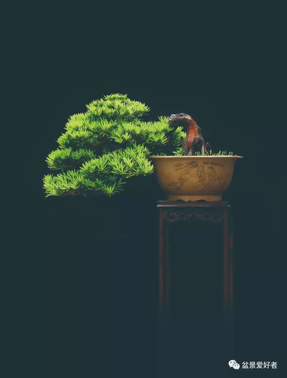 王恒亮盆景艺术高清大图全网首发