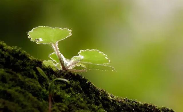 小草的聯想_大地