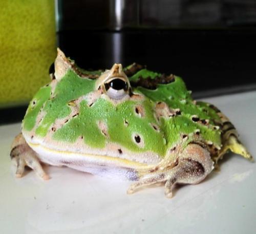 外形可爱的新宠物绿角蛙