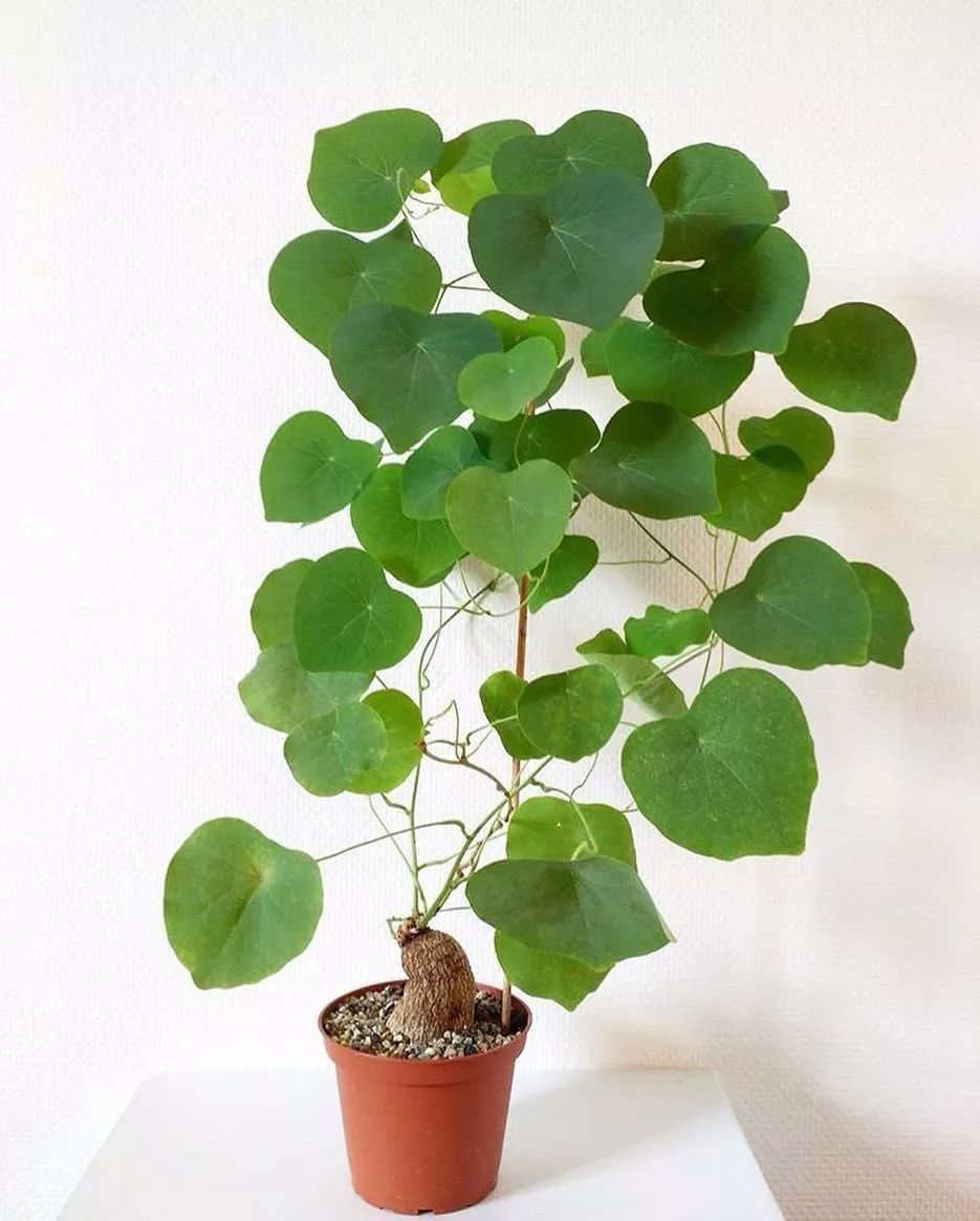 千金藤养成盆栽特可爱,长着乌龟般的块茎,在农村都是用来入药的