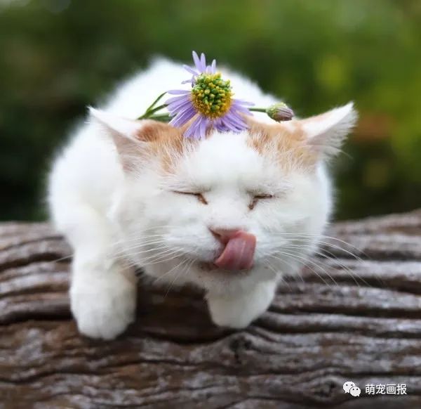头上戴花的猫叔就是整个屯里最靓的仔