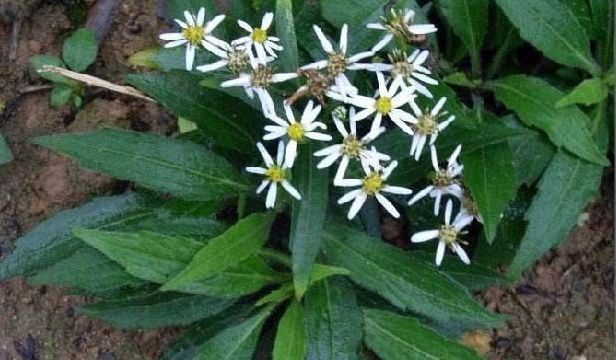 原创农村此植物开花比叶子还多治祛痰止咳乃一绝一斤鲜货卖35元