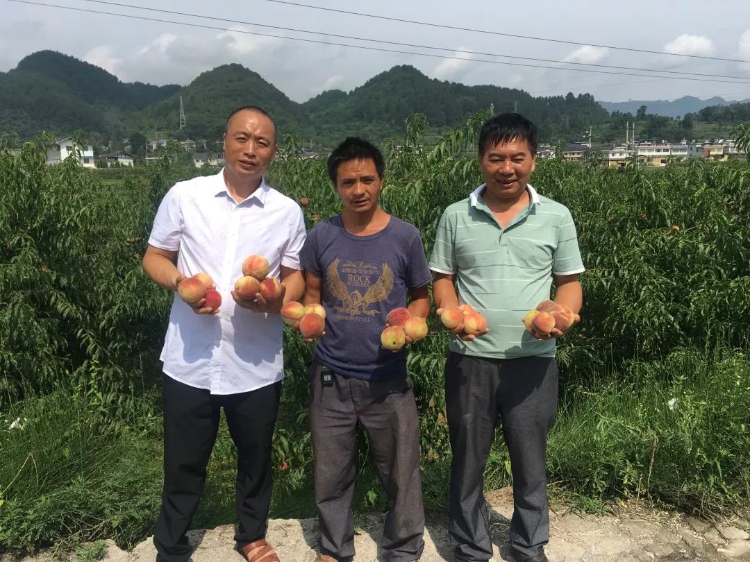 湄潭县副县长邀您品黄家坝清水秋蜜桃,共同助力遵品入沪!