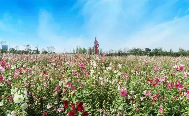 蓝莓的区域,目前有百亩以上规模的蓝莓种植企业20多家,家庭农场5家