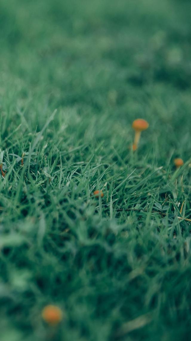 护眼壁纸是爱情玷污了绿色