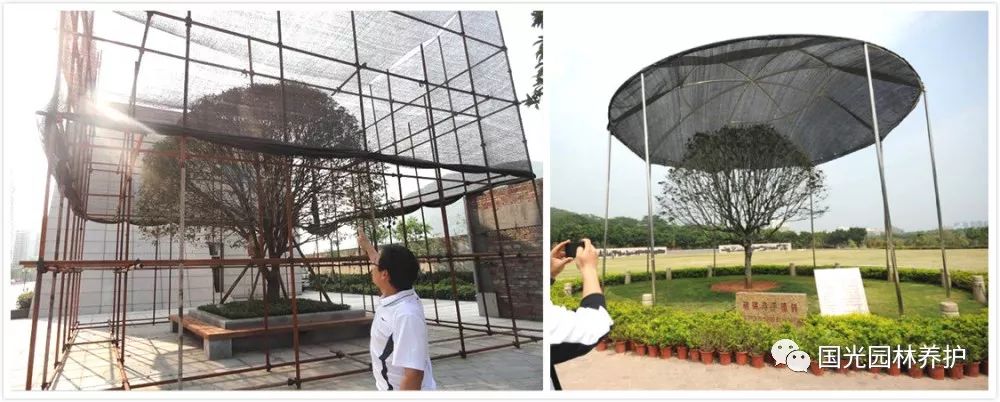 国光微讲堂盛夏迎高温树木养护有方针